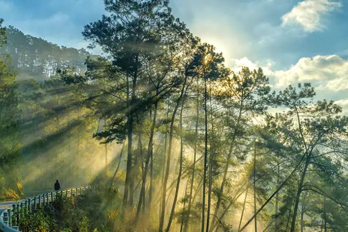 Paysages magnifiques dans la forêt de pins Yen Minh