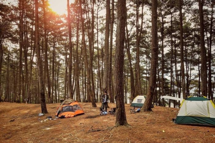 Le camping sera une excellente occasion pour vous d'admirer la forêt de pins Yen Minh la nuit