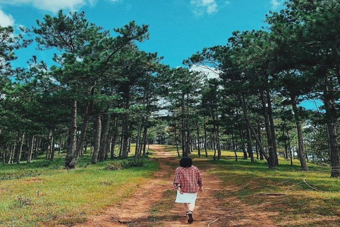 La randonnée dans la forêt de pins de Yen Minh est une expérience à ne pas manquer