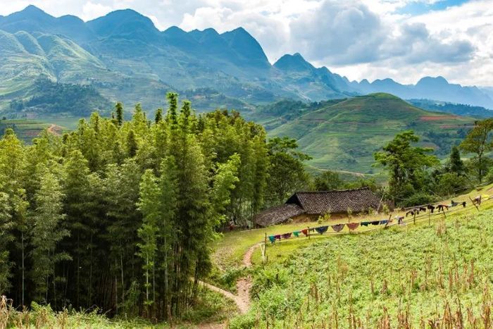 Saison du riz vert à Ha Giang