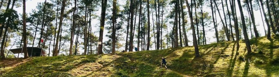 Yen Minh - La plus belle forêt de pins de Ha Giang