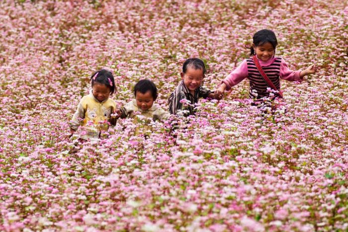 La fleur de sarrasin dans la Vallée Sung La