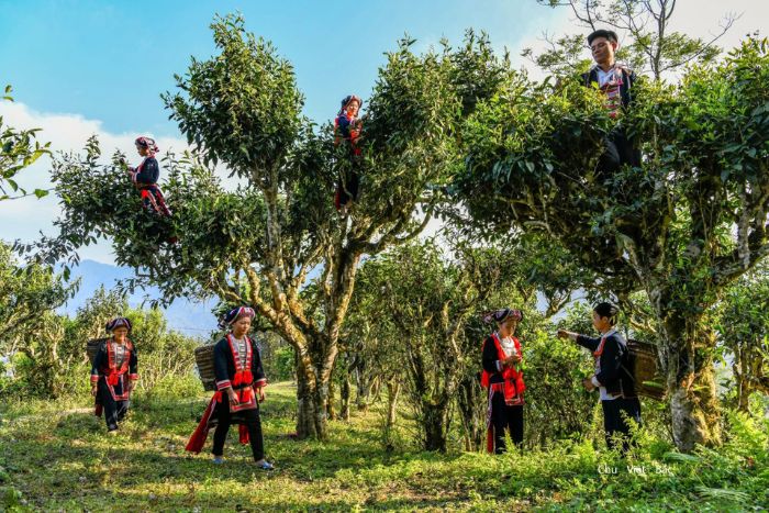 Que ramener de Ha Giang ? Thé Shan Tuyet