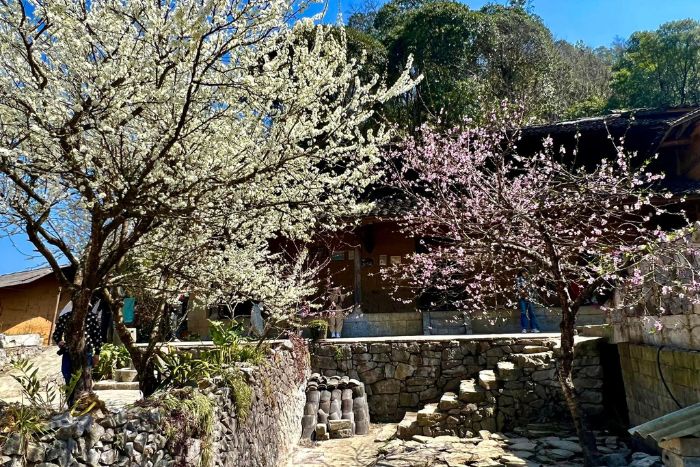 Visitez le village de Lao Xa où les premières fleurs de cerisier fleurissent à Ha Giang