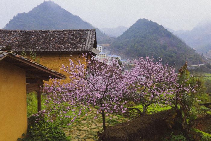 Saison des fleurs de prunier dans le village de Lo Lo Chai