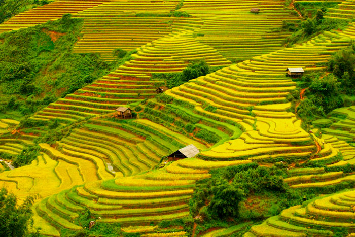 Meilleur moment pour visiter Ha Giang – La saison du riz mûr