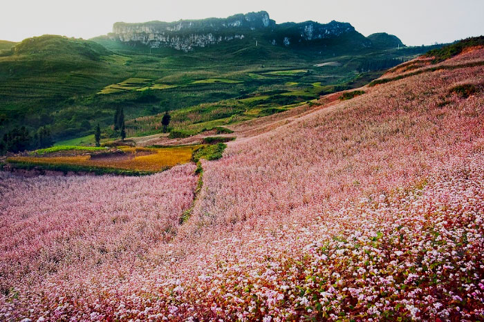 Saison des fleurs de sarrasin à Ha Giang en Décembre