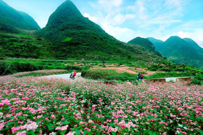 Champ de fleurs de sarrasin à Pai Lung, Meo Vac