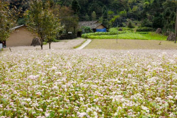 Explorez le festival des fleurs de sarrasin de Ha Giang