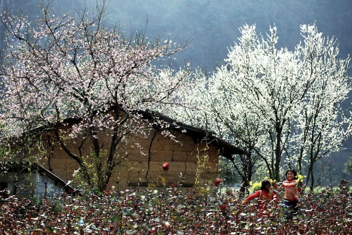 Le printemps de Ha Giang – la saison de la floraison