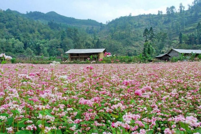 Vallée de Sung La pendant la saison des fleurs de sarrasin