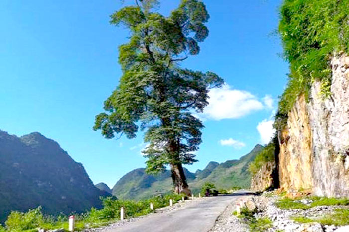 L'arbre "solitaire" de Quan Ba, Vietnam