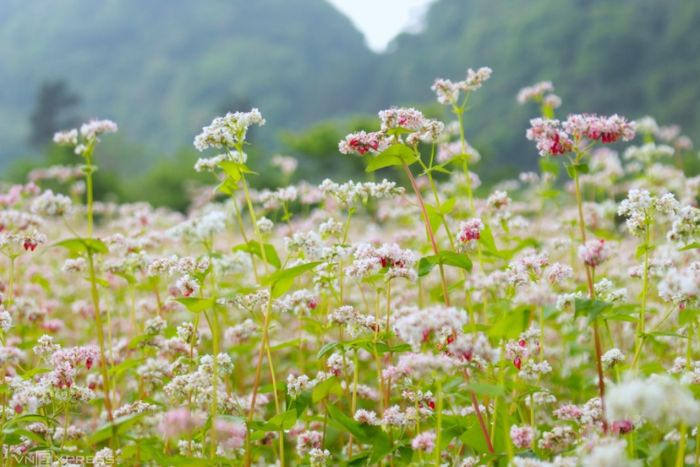 Champs des fleurs de sarrasin à Quan Ba, Ha Giang