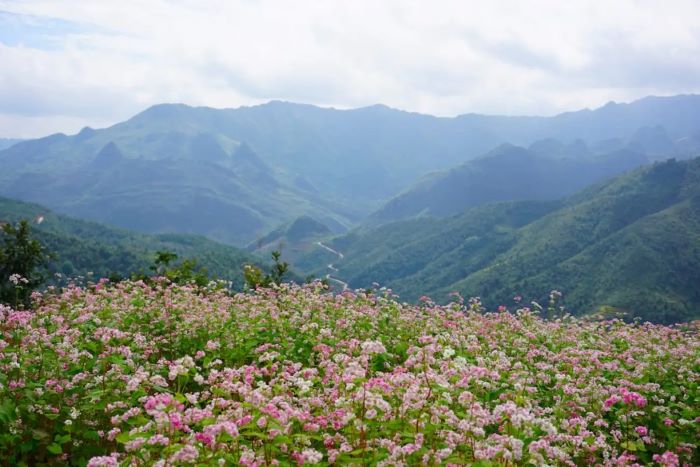 Saison des fleurs de sarrasin à Ha Giang