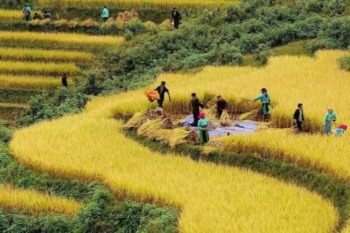 Rizières en terrasses de Hoang Su Phi en saison du riz mûr