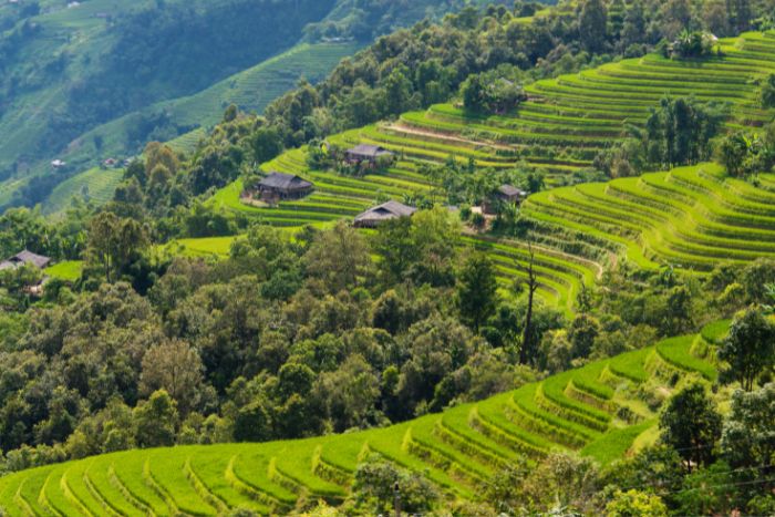 Rizières en terrasse de Hoang Su Phi à Ha Giang