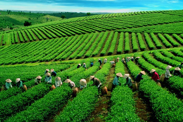 Colline de thé Shan Tuyet au village de Thong Nguyen