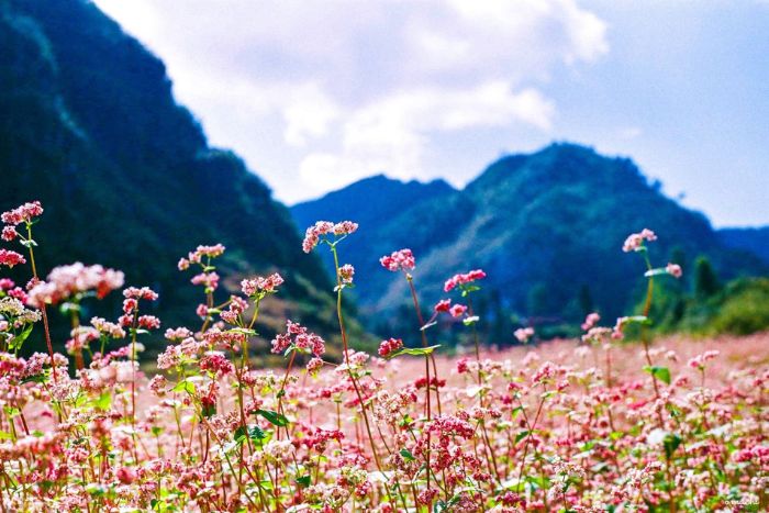 Saison de fleurs de sarrasin à Yen Minh, Ha Giang