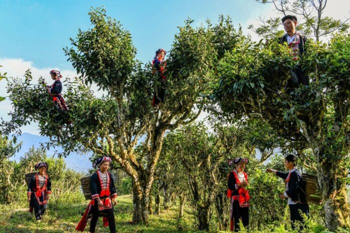 Le thé Shan Tuyet est cultivé directement par les habitants de Ha Giang et vendu au marché de Yen Minh