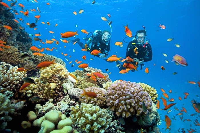 Observer la vie marine de Halong en snorkeling