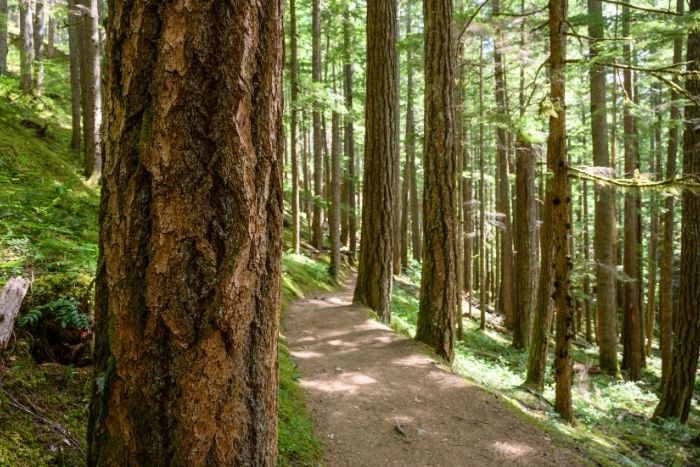 Une promenade sous les pins pour respirer l’air pur des hauts plateaux