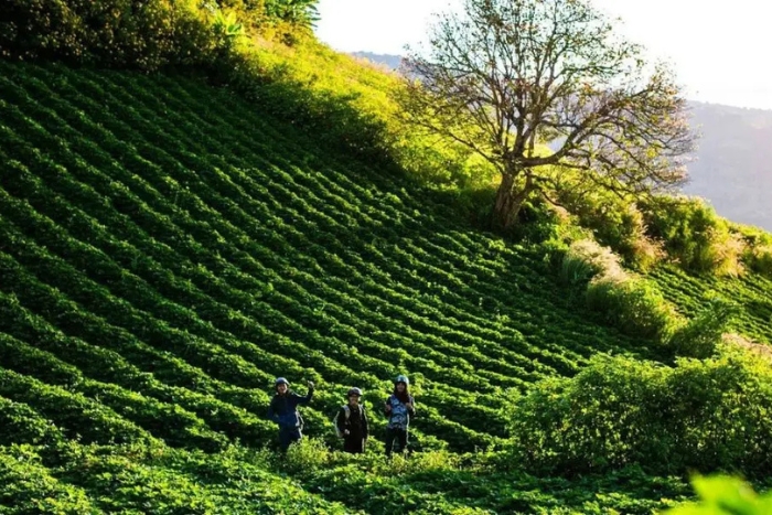 Collines de thé de Biển Hồ – Paysages verdoyants et paisibles