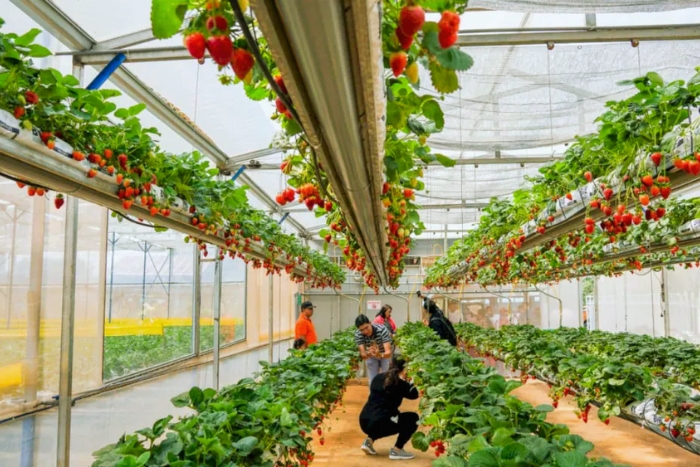 Dégustation de fraises fraîches dans les fermes locales de Dalat