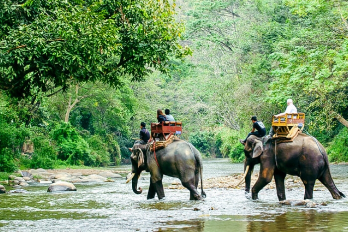 Éléphants de Yok Don - Une expérience unique lors d’un voyage à Buon Ma Thuot Vietnam