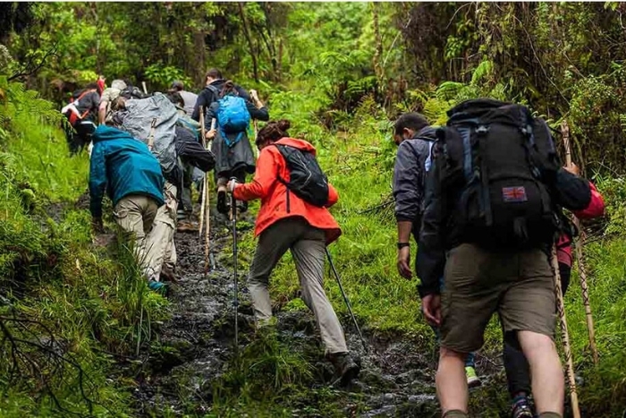 Marcher entre les pins - L’expérience nature à Dalat