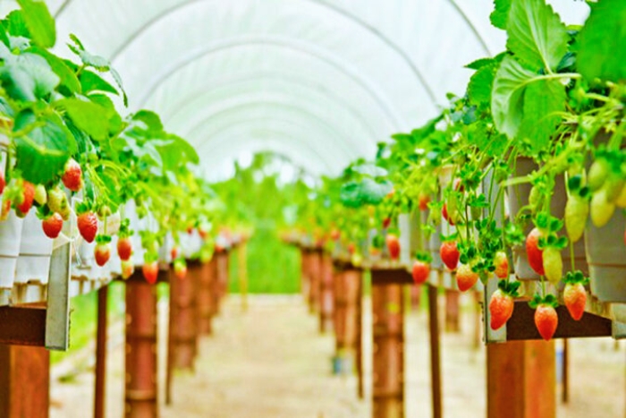 Fermes de fraises de Dalat - La halte gourmande idéale pour visiter Dalat