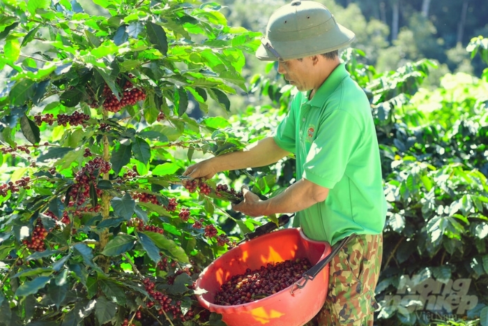 Balade au cœur des jardins de café de Pleiku