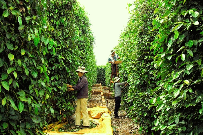 Paysages de poivriers - Une activité nature idéale dans que faire à Pleiku