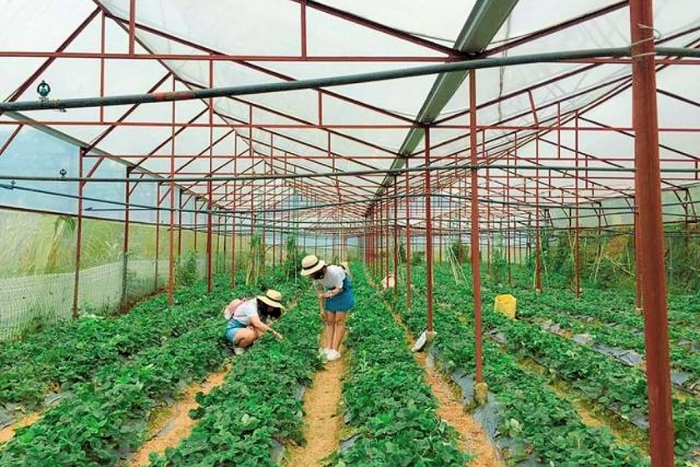 Agriculture locale - Exploration des serres de légumes de Dalat