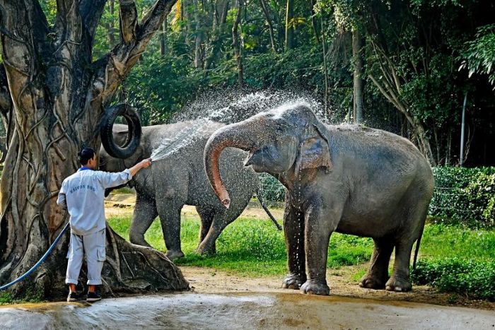 Jardin botanique et zoologique de Saigon