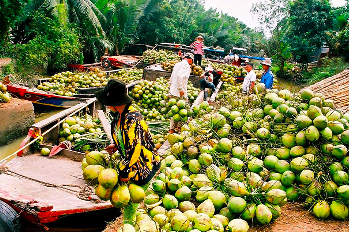 Visiter Ben Tre avec son incroyable spécialité : les noix de coco