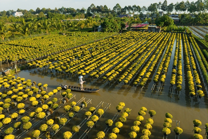 Tan Quy Dong : le plus grand village floral du Sud en pleine pr&eacute;paration du T&ecirc;t