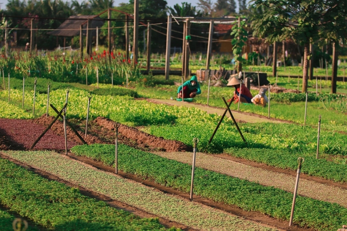 Vie rurale au village de l&eacute;gumes de Tra Que