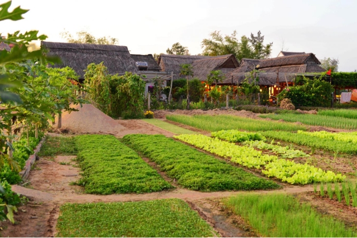 Le village de légumes Tra Que, une destination intéressante digne d'être classée au patrimoine national