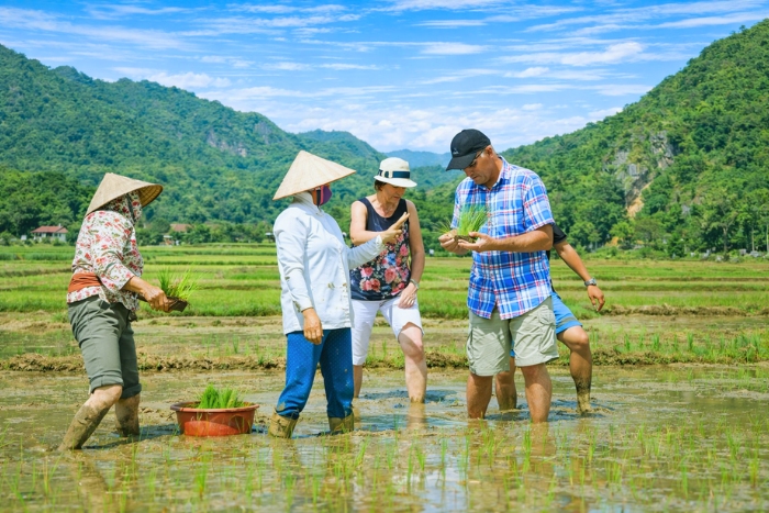 Activités de culture du riz avec les habitants locaux