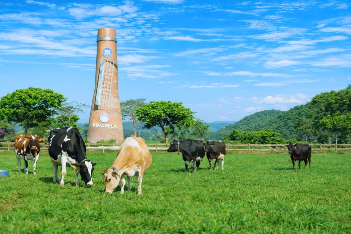 Immersion dans une ferme de vaches laiti&egrave;res &agrave; Ba Vi Hano&iuml;