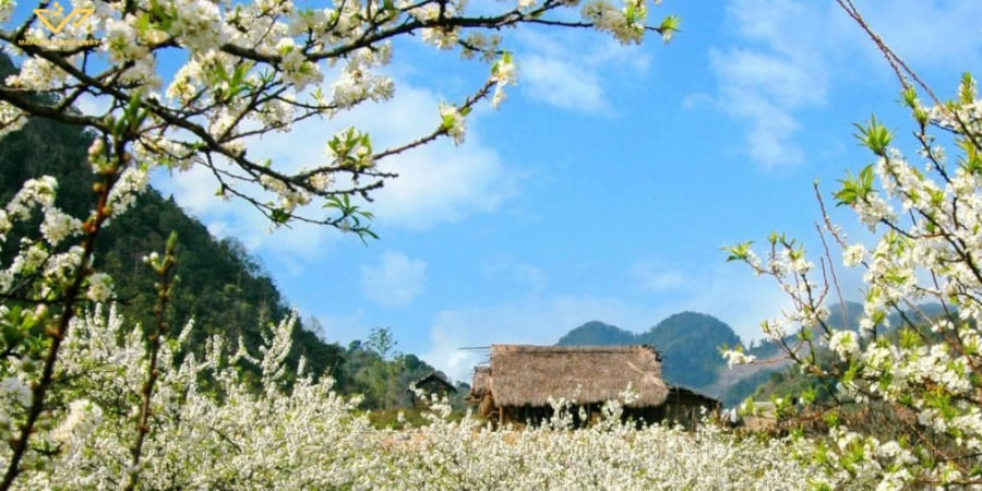 Les fleurs fleurissent à Mai Chau au printemps