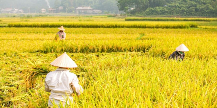 Des rizières mûres à Mai Chau