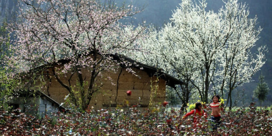 Les fleurs de prunier fleurissent au printemps à Mai Chau