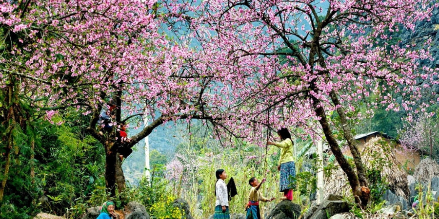 Les fleurs de pêcher fleurissent au printemps à Mai Chau