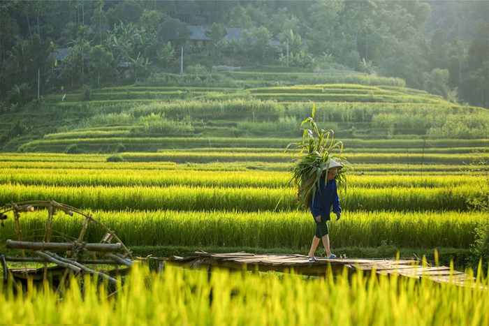 Découvrez la beauté de Mai Chau Vietnam