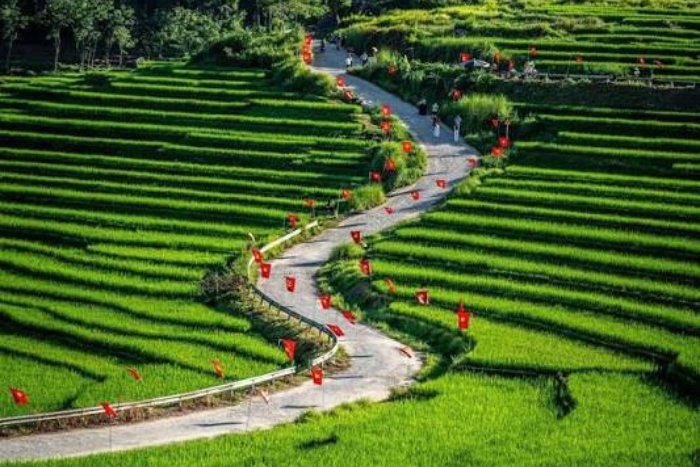 La c&eacute;l&egrave;bre route en forme de S bord&eacute;e de rizi&egrave;res au village de Don