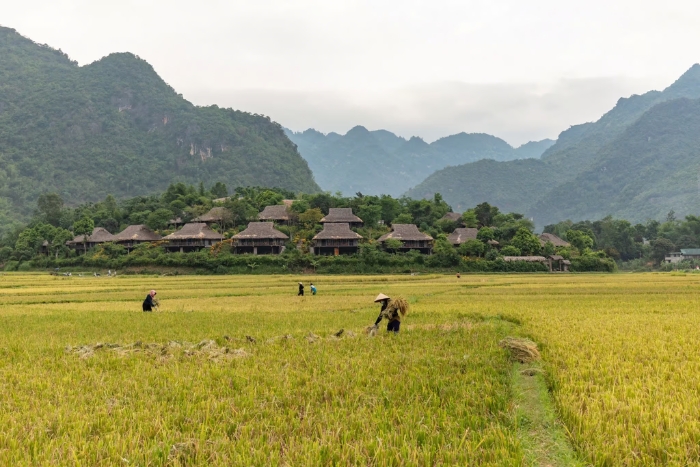 Quelle est la meilleure période pour visiter Mai Chau ?