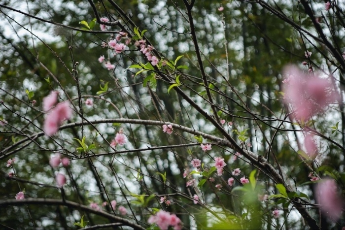 Quand partir à Mai Chau ?