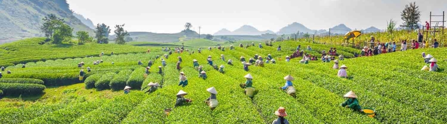 Choisir Mai Chau ou Moc Chau ?