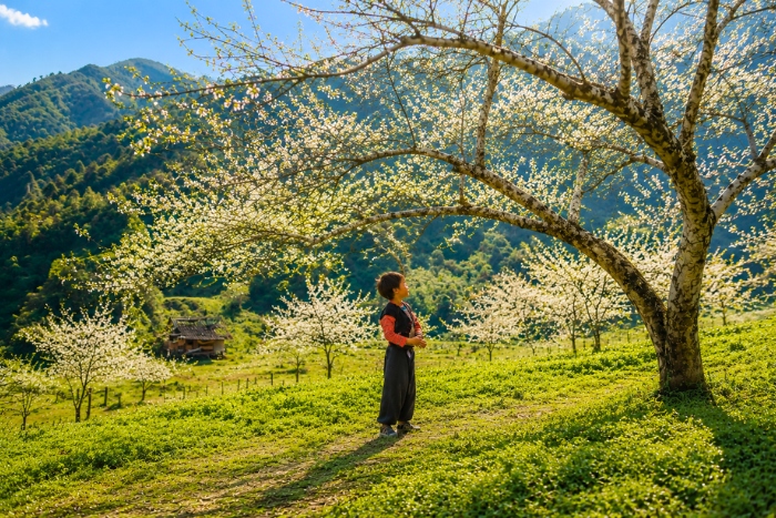 Admirer les fleurs de bauhinie à Mai Chau au printemps